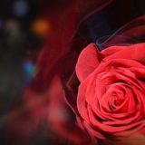 １輪の赤い薔薇