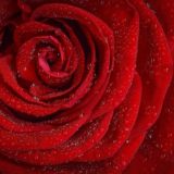 真っ赤な１輪の薔薇
